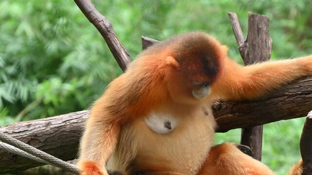 A golden snub-nosed monkey with distinctive blue face and long reddish-orange fur is perched on wooden branches against a green forest background