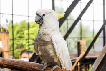 White cockatoo bird with yellow crest perched on wooden branch. © Jassem