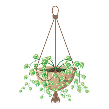 Hanging houseplant in macrame planter isolated