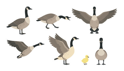 Canada goose and gosling set, flying and standing migratory waterfowl wildlife illustrations, isolated bird collection on white. © Nesar
