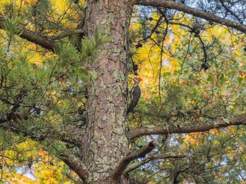 Pileated Woodpecker on Pine Tree Trunk in Autumn Forest
