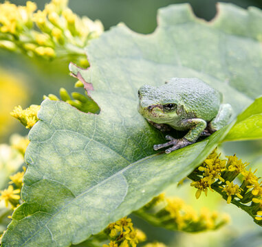 gray tree frog juvenile green color blending with leaf facing golden rod