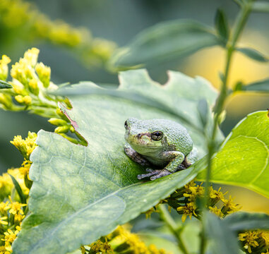 gray tree frog juvenile green color blending with leaf face