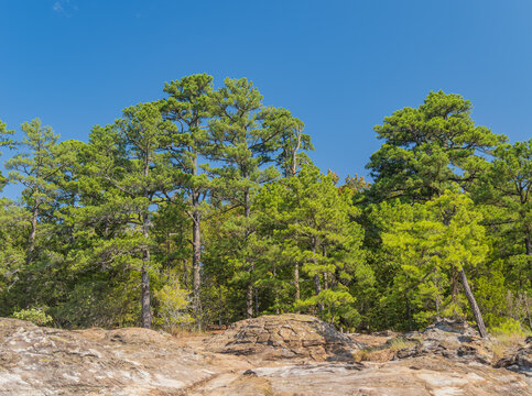 Pine trees and rocky outcrop under blue sky