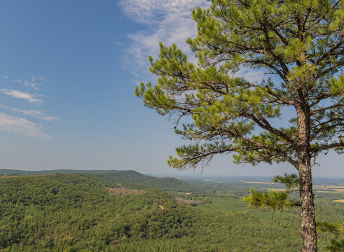 Pine tree overlooking forested hills and valley