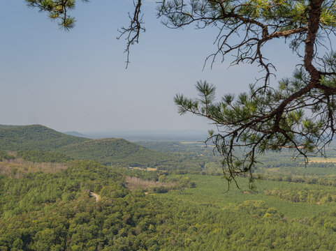 Lush forest landscape with pine branches framing rolling hills