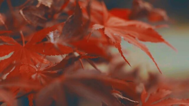 Extreme close-up of vivid red maple leaves swaying gently in autumn. Excellent choice for detailed seasonal backgrounds, Japanese maple themes, fall foliage, and calm nature videos.