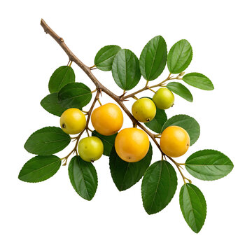 Fresh Ripe Indian Jujube Fruit (Ziziphus mauritiana) on Branch with Green Leaves Isolated on White