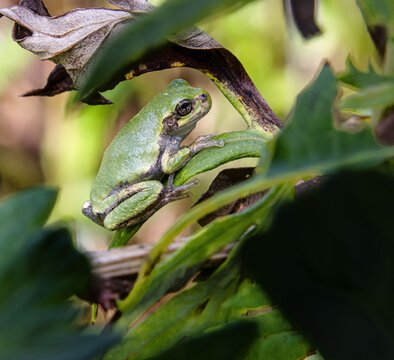 gray tree frog juvenile green color blending with leaves