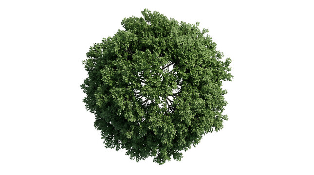 Lush green tree top view, aerial perspective of a deciduous tree canopy, vibrant summer foliage for architectural site plans isolated PNG with Transparent Background
