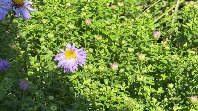 Purple Dome aster with honeybee, Symphyotrichum patens in lush green foliage