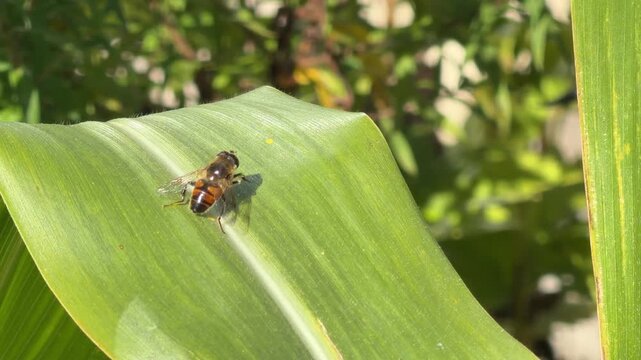 Tapered drone fly Eristalis pertinax on leaf, bee-mimicking hoverfly resting on green foliage