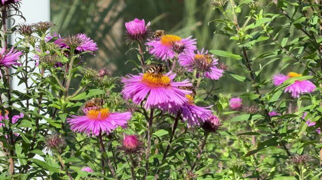 Pink New England aster with bees in natural garden setting, Symphyotrichum novae-angliae and September aster bloom