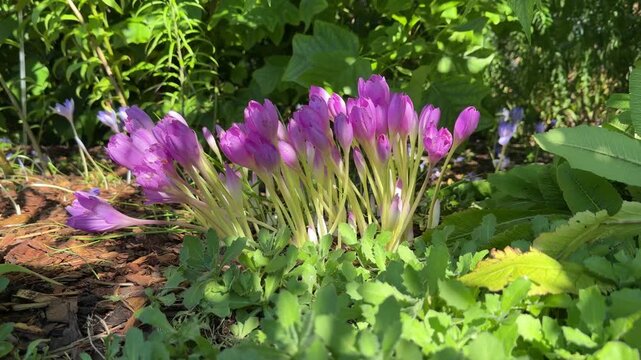 Autumn crocus and meadow saffron in lush garden, Colchicum autumnale amid vibrant green foliage