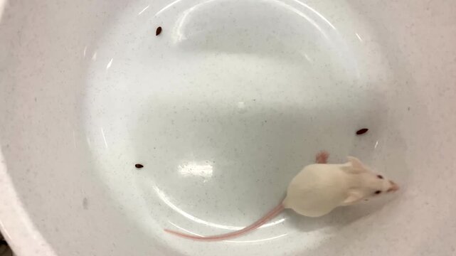 white laboratory albino mouse inside plastic bowl container, behavioral study