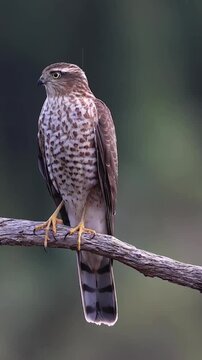 Wild Sparrowhawk Bird of Prey Perched on a Branch