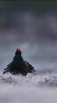 A male black grouse displaying in the wild