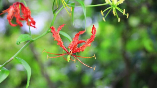 Close-up of a beautiful red and yellow flame lily (Gloriosa superba) flower blooming in nature with blurred green background.