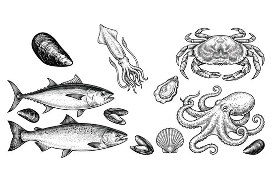 Vintage Seafood Illustration Collection with Fish Crab Octopus Squid Oysters and Mussels