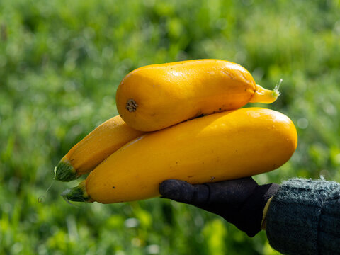 Fresh ripe yellow zucchini squash harvested from a home garden, held in a gloved hand against a green leafy background