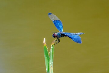夏の水辺にとまる鮮やかな青いチョウトンボのマクロ写真 コピースペース © Scott Mirror