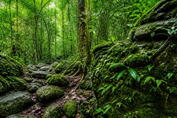 Obraz premium Lush Green Rain Forest with Moss-Covered Rocks and Dense Tropical Foliage in Nature
