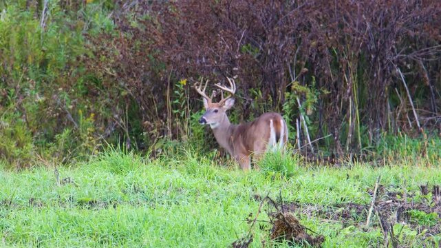 Whitetail buck watches doe pass before resuming grazing in meadow