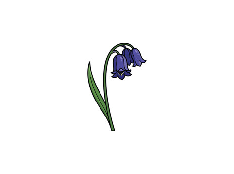 Bluebell Stem With Drooping Purple Flowers And Narrow Green Leaves Vector Illustration