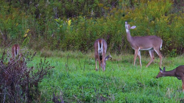 Whitetail buck grazes with several does in brushy meadow