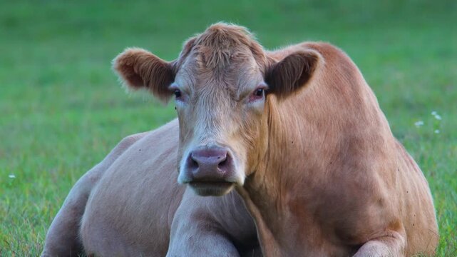 Tan beef cattle chewing cud while resting and looking at camera