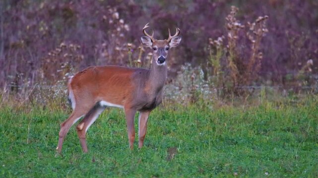Whitetail buck grazing then looking up in Wisconsin field