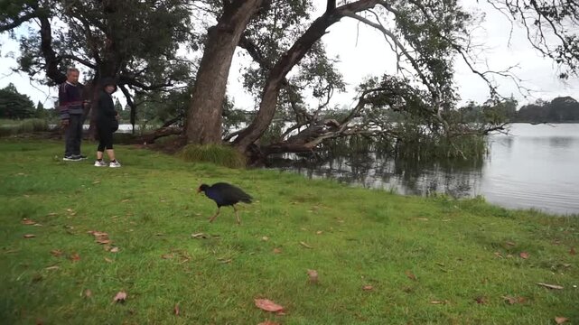 An old lady feeding ducks and Pukeko Birds at Lakeside at Public Park in Hamilton New Zealand.
