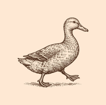 An elegant vintage style engraving illustration of a domestic duck walking isolated on a light background