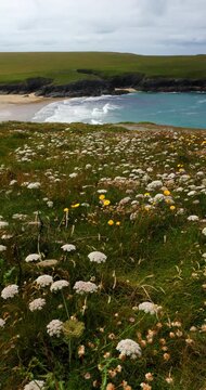 Coastal wildflowers overlook a sandy cove with turquoise water and breaking waves in Cornwall, England, UK. Grassy cliffs beneath a cloudy sky in a vertical handheld shot.