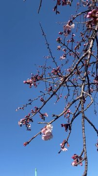 cherry tree blossom