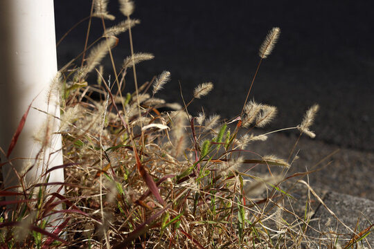 Fluffy foxtail grass heads glowing in warm sunligh