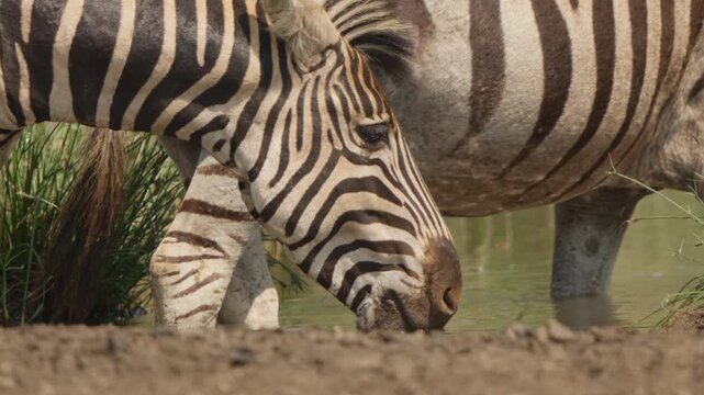 Plains zebra head in slow motion at a watering hole, static close-up with another zebra behind and water ripples reflecting on stripes in Kruger National Park, South Africa.
