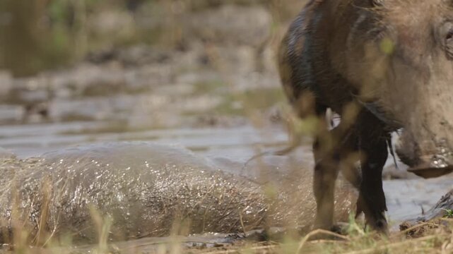 Warthog exiting muddy waterhole in slow motion while another warthog wallows behind; natural behavior at a watering hole in African savanna wetlands with splashing mud.