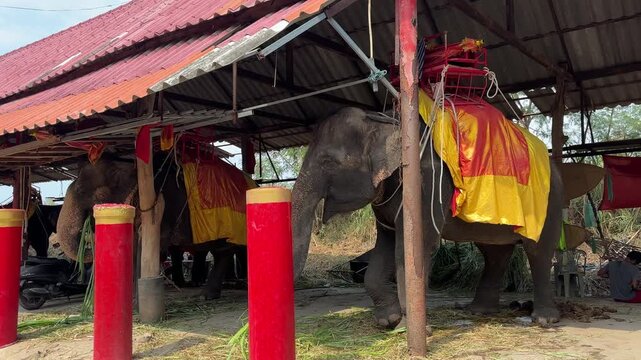Elephants resting under a shelter with traditional decorations in Ayutthaya Thailand