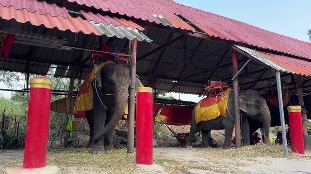 Elephants standing and resting in a decorated shelter in Ayutthaya Thailand