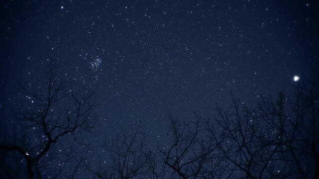 Night sky with pleiades star cluster silhouetting winter tree branches. Suitable for astronomy, nature, winter, and celestial themes in design projects.