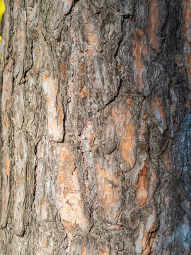 Old wood pine bark texture or background.