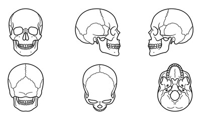Fototapeta premium Human Skull Vector Line Art Collection with Multiple Angle Views for Medical and Educational Graphic Design Projects