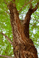 Obraz premium Tree trunk with rough dark bark