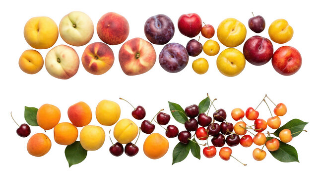 Fresh stone fruits including peaches plums apricots and cherries arranged in two rows