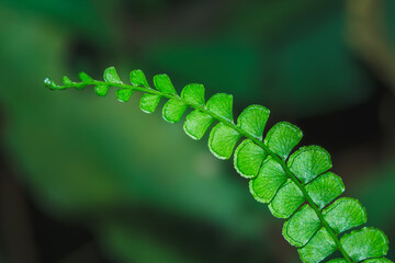 Vibrant green fern frond leaf stem growing in lush forest © JW614
