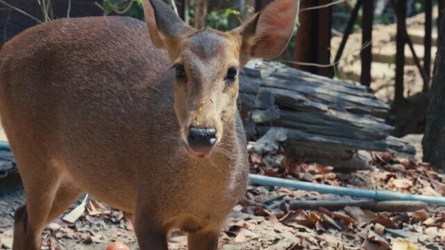 Detailed extreme close-up profile shot of a female muntjac or barking deer featuring dark facial scent glands and soft brown fur at a wildlife sanctuary in Chiang Mai, Thailand.