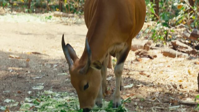 Close-up frontal portrait of a female banteng wild cow with curved horns and golden-brown coat standing against lush forest foliage in a wildlife sanctuary in Chiang Mai, Thailand.