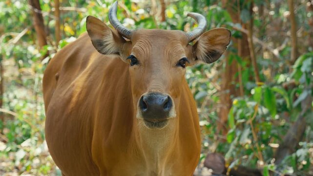 Close-up frontal portrait of a female banteng wild cow with curved horns and golden-brown coat standing against lush forest foliage in a wildlife sanctuary in Chiang Mai, Thailand.