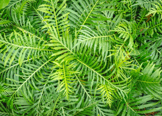 Close-up of dense green fern-like foliage with finely divided leaves forming an overlapping natural botanical pattern. © Nuzul
